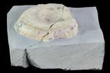 Bargain, Juvenile Ichthyosaur Vertebra in Rock - South Wales #86662-1